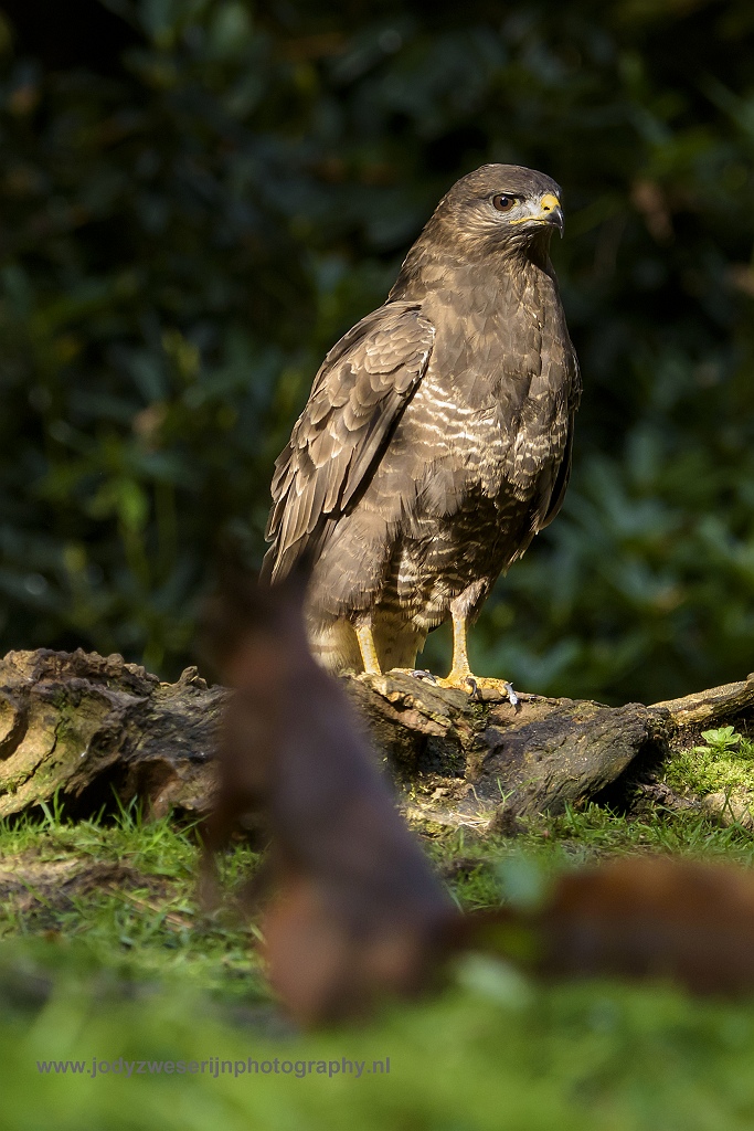 Buizerd, Drunen, Nederland, 16-10-2017
