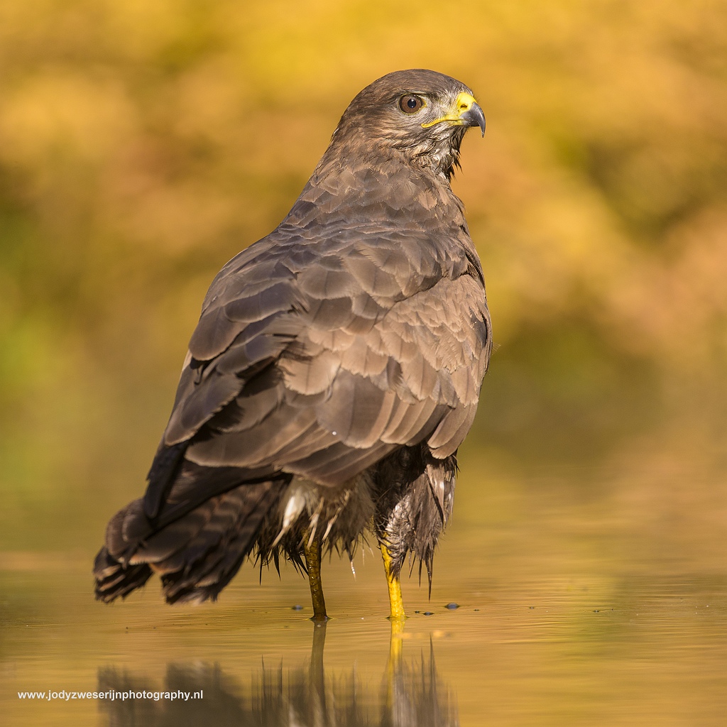 Buizerd, Drunen, Nederland, 16-10-2017
