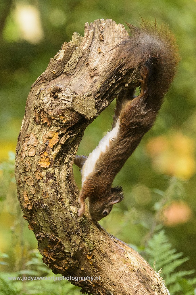 Eekhoorn, Drunen, Nederland, 16-10-2017
