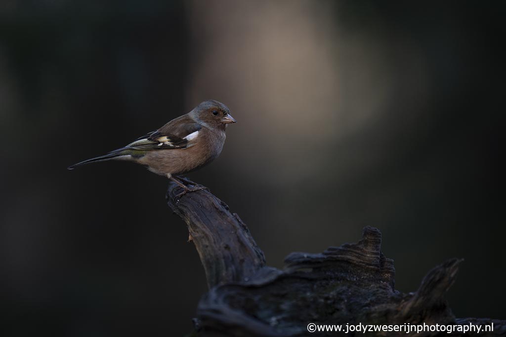 Vink, Brabant, 8-1-2023