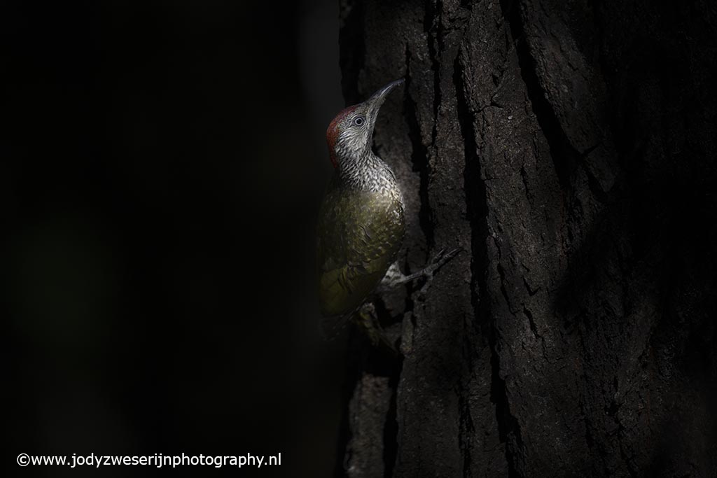 Groene specht, Hongarije, juli 2022