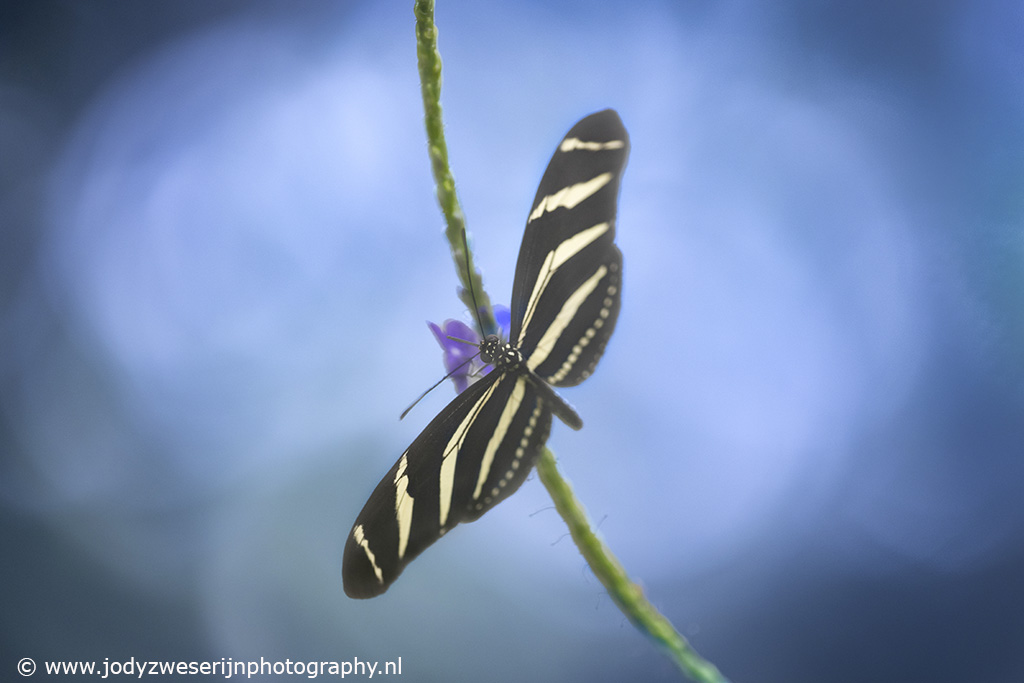 Tropische vlinder, Luttelgeest, 21-4-2023
