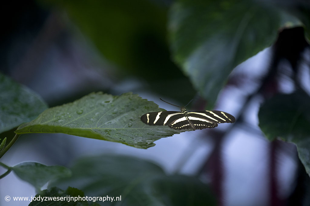 Tropische vlinder, Luttelgeest, 21-4-2023