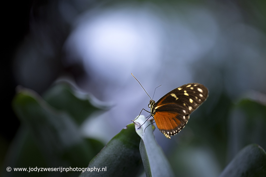Tropische vlinder, Luttelgeest, 21-4-2023