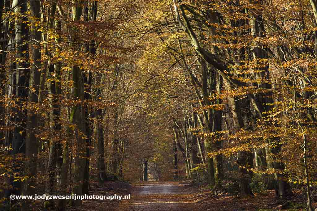 Speulderbos, Drie, 21-11-2021